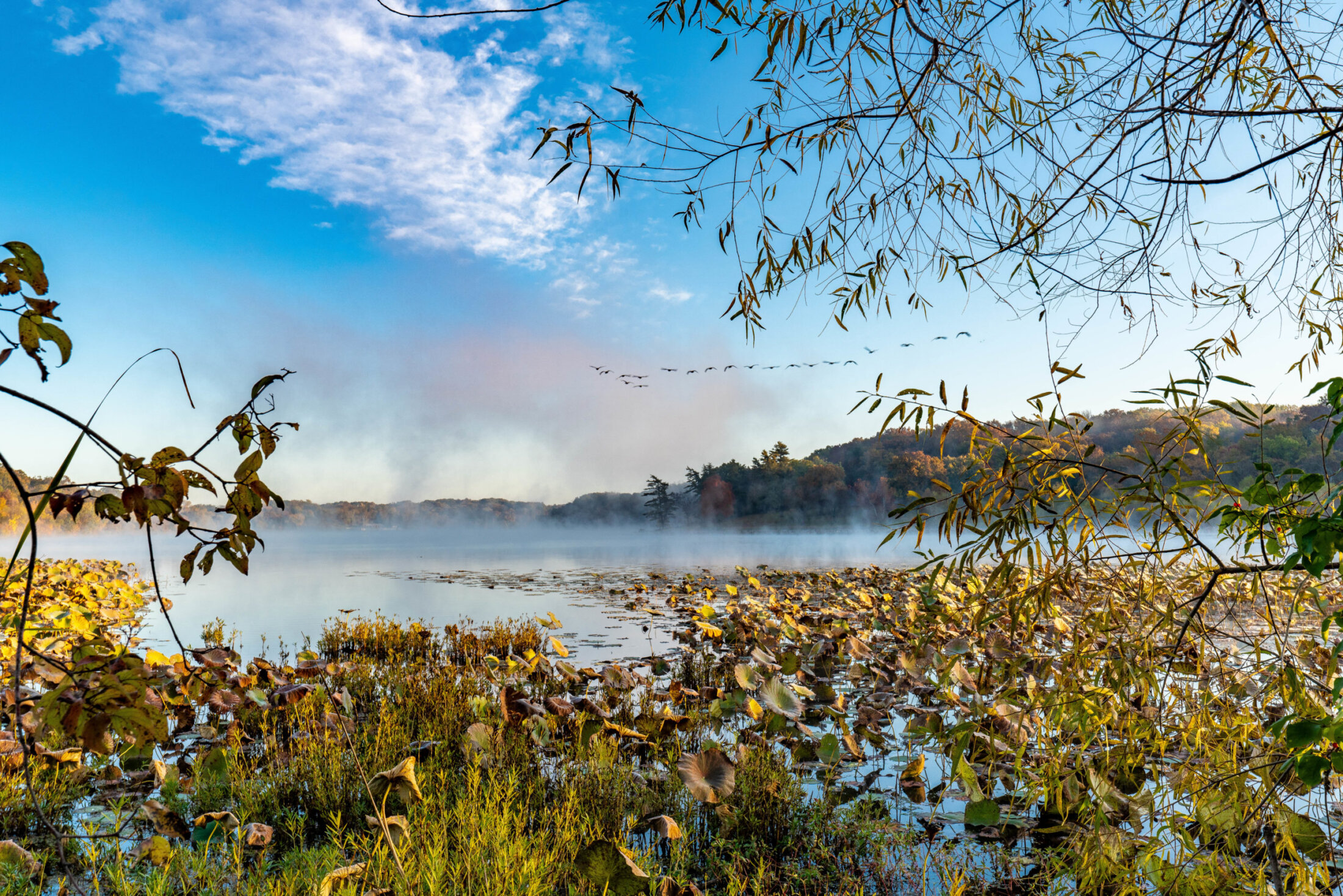 Flock of Geese Entering a Misty Lake