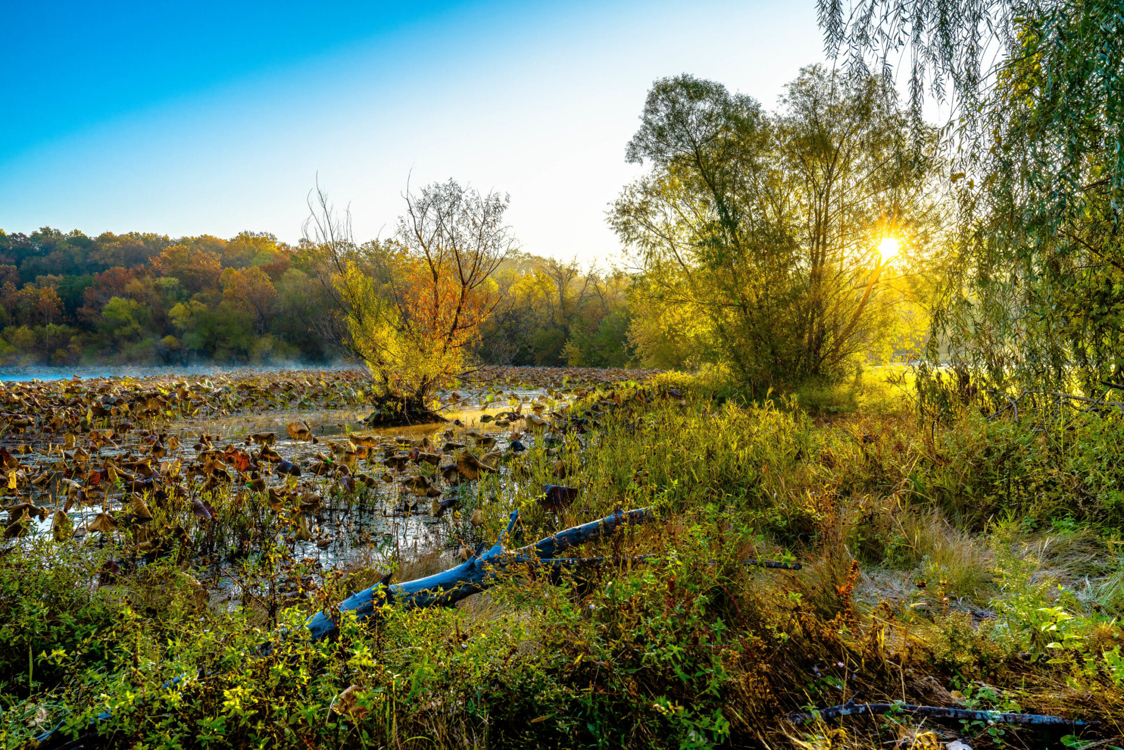 Sunrise Lightens A Fall Morning Mist At The Lake
