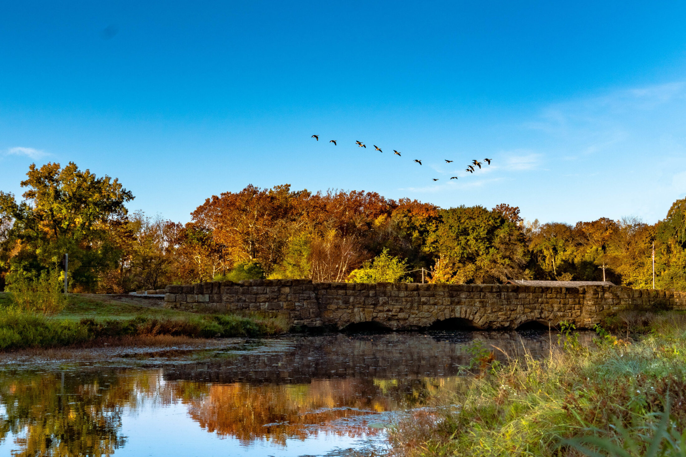 Geese over the bridge