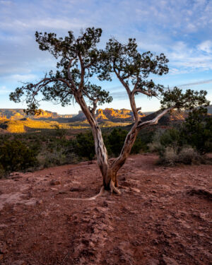 Tree Frames Cathedral Rock