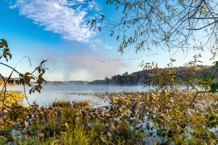 Flock of Geese Entering a Misty Lake