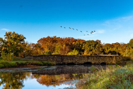 Geese over the bridge